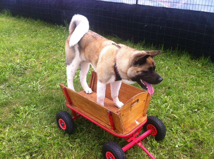 Rinforzo positivo nell'addestramento