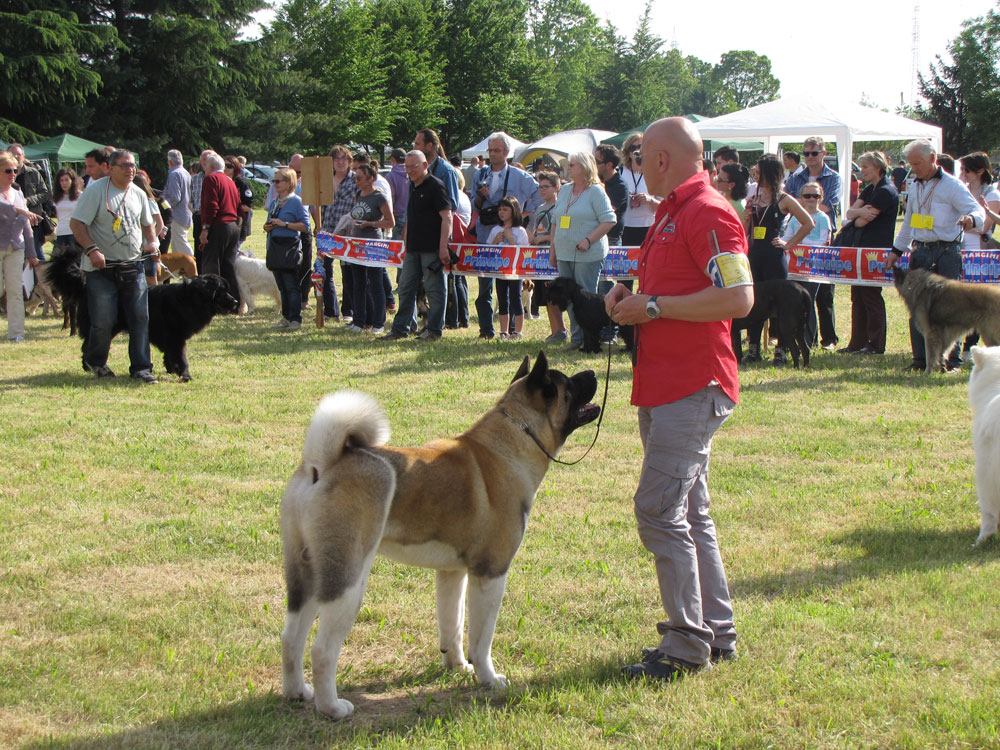 Cane in posa durante handling
