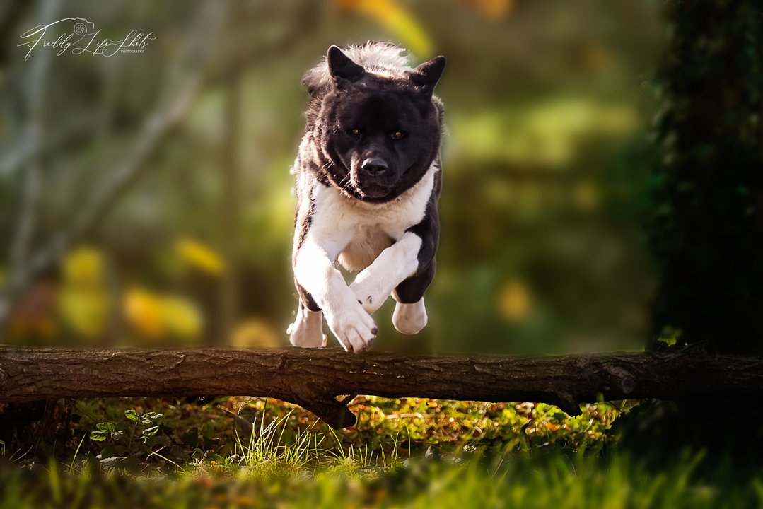 Cane durante esercizio di Mobility