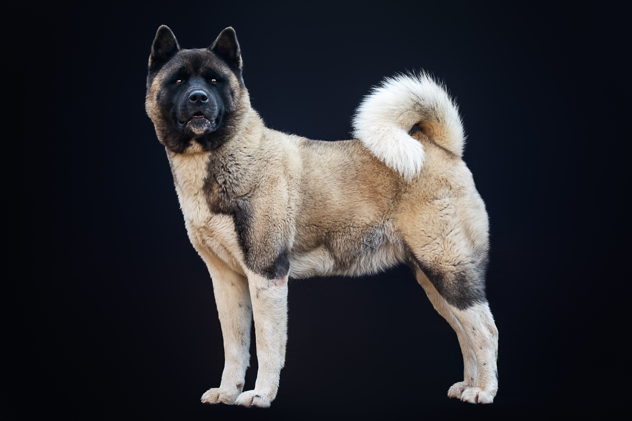 The Dojo Project Fragolina (Heidi)