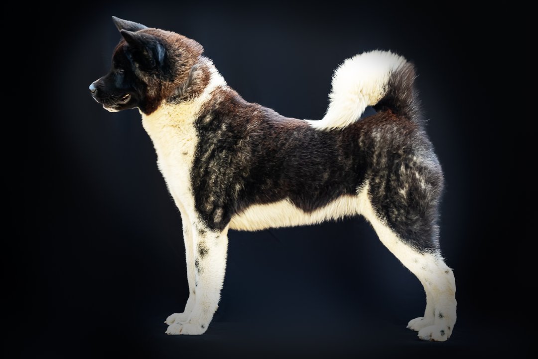 The Dojo Project Pepsi