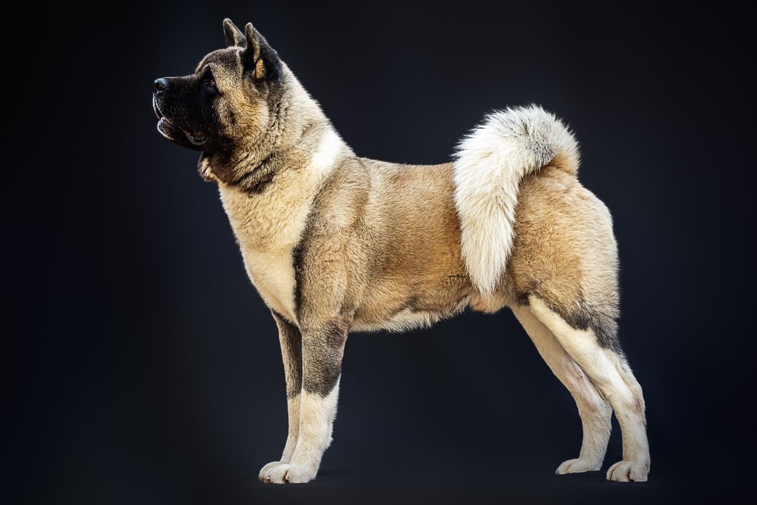 The Dojo Project Hummer (Baloo)