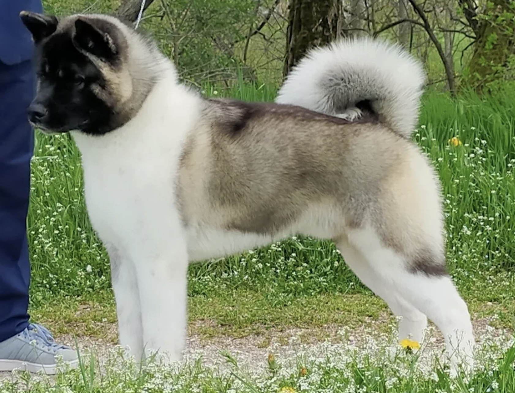 The Dojo Project Icedog (Jhonny)