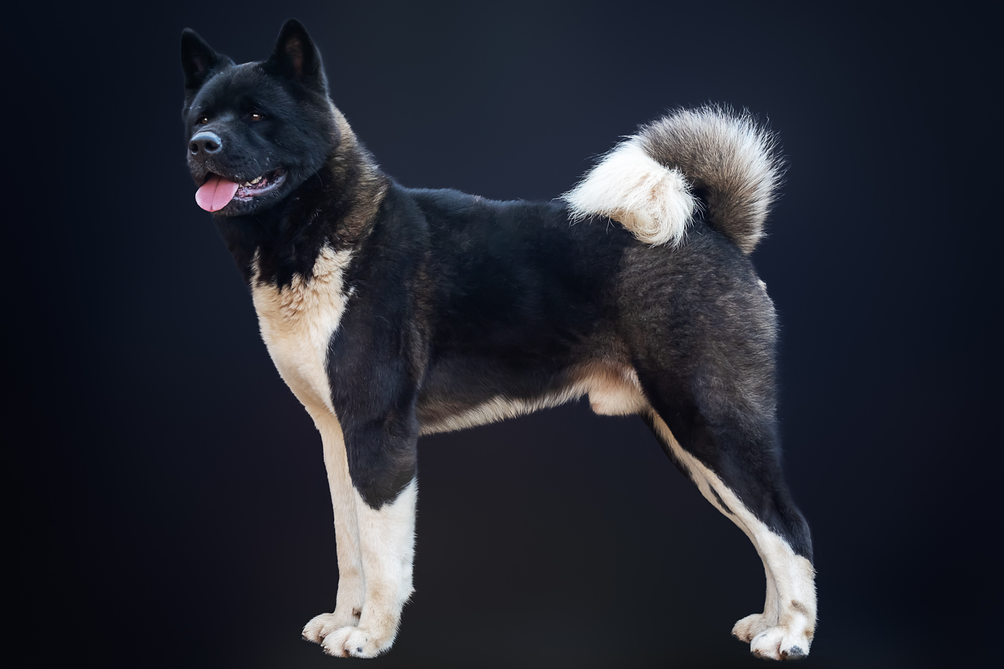 The Dojo Project Napoleon (Diesel)