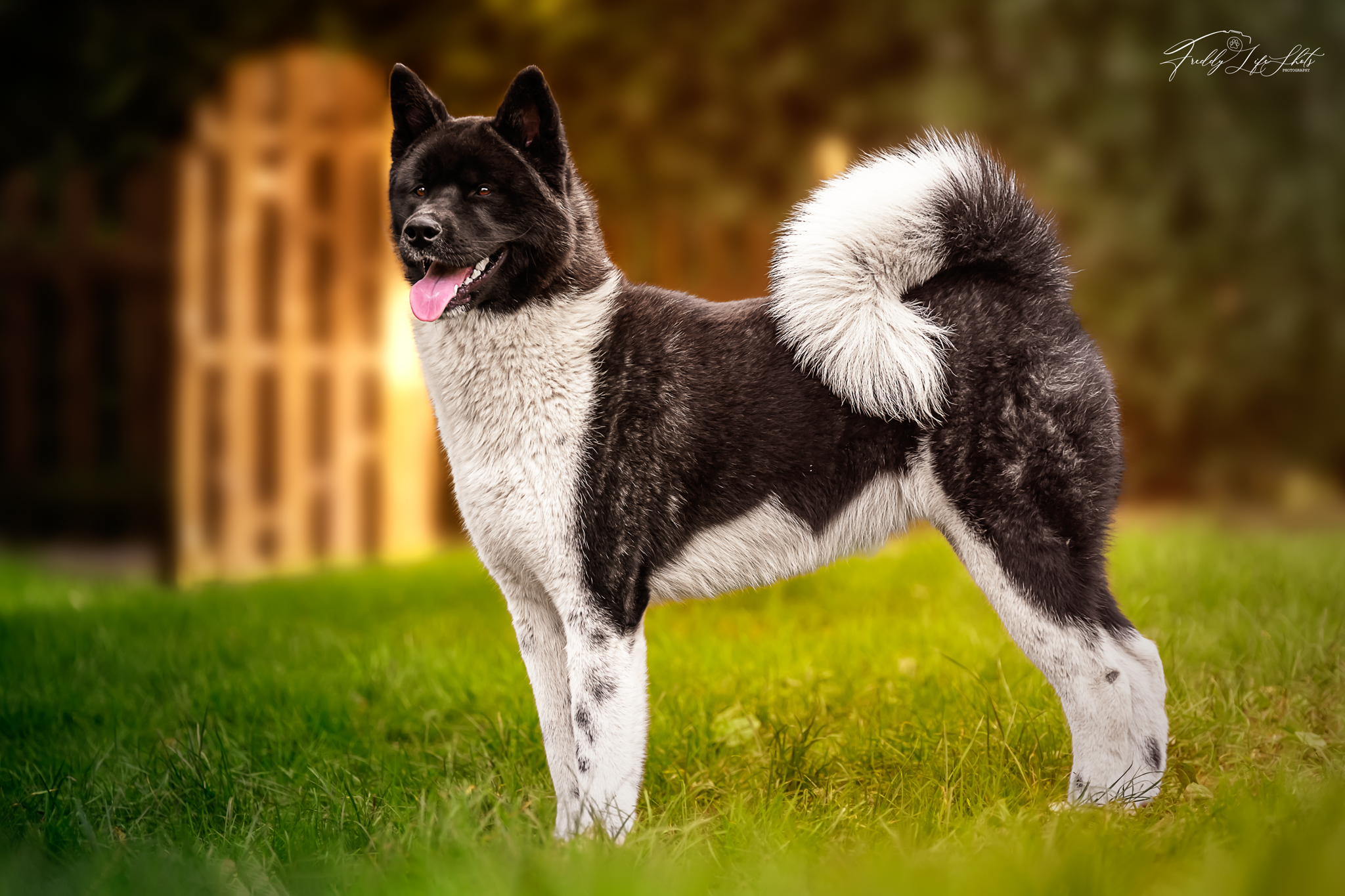 The Dojo Project Picasso