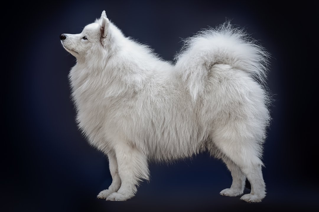 The Dojo Project Anja