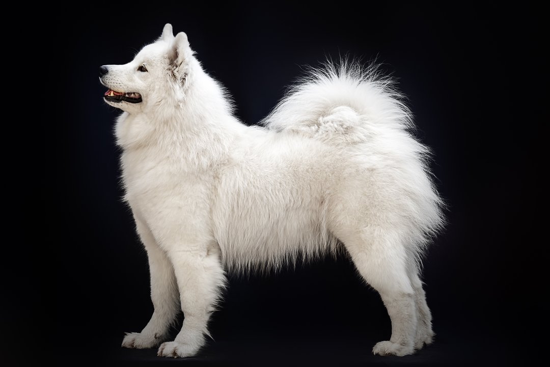 The Dojo Project Babilonia