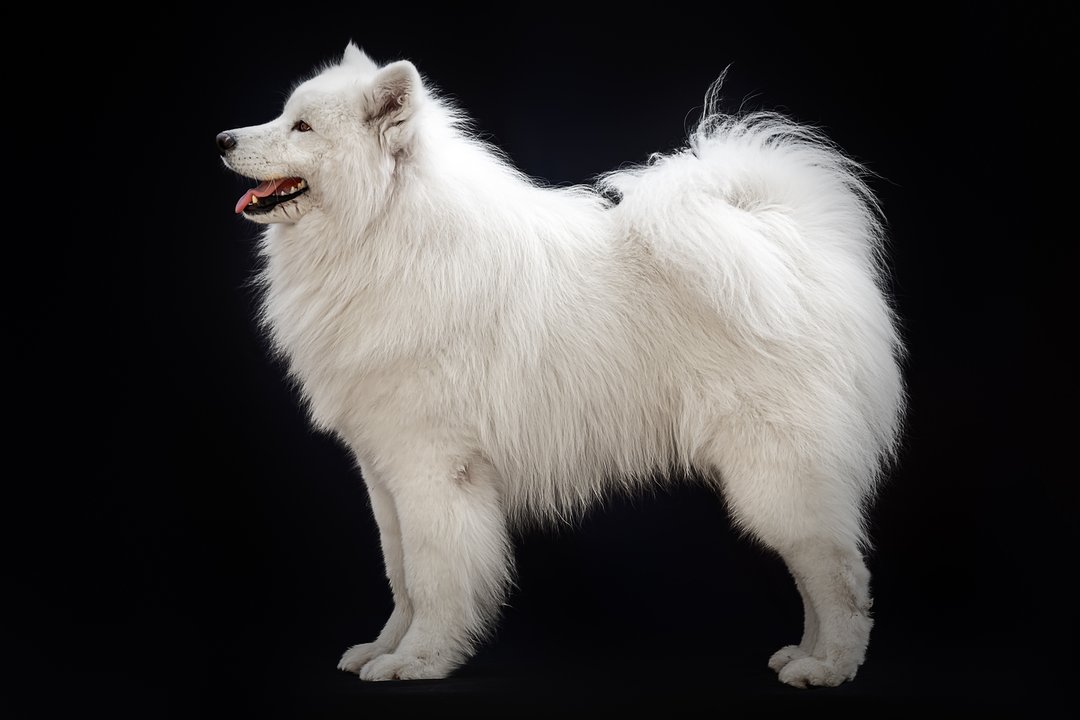 The Dojo Project Bamboo