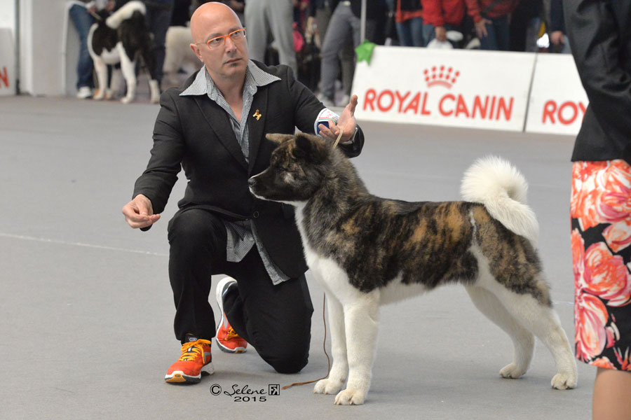 Akita Americano alle esposizioni